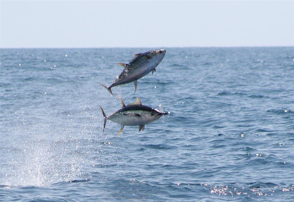 flyingTuna