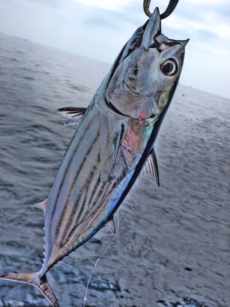 bonito