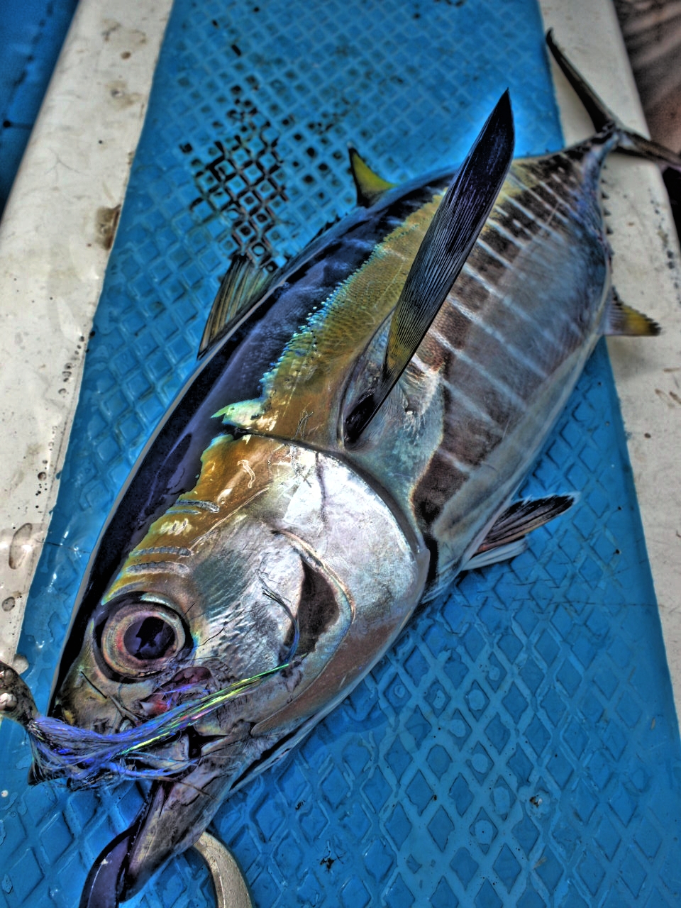 yellowfintuna