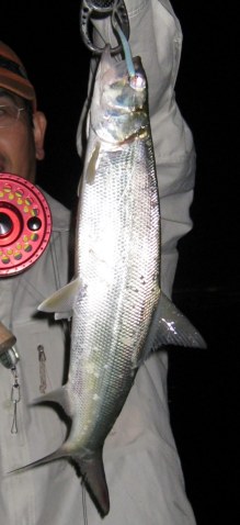 ladyfish