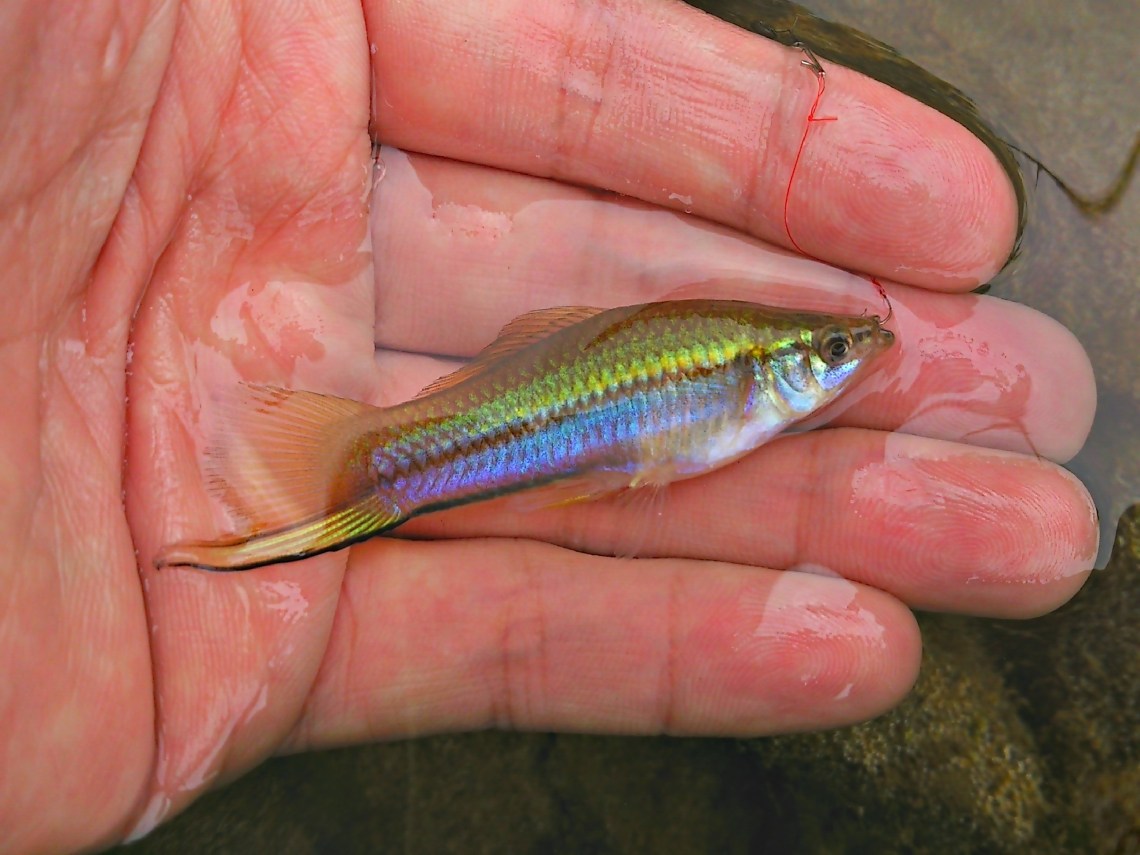 green swordtail