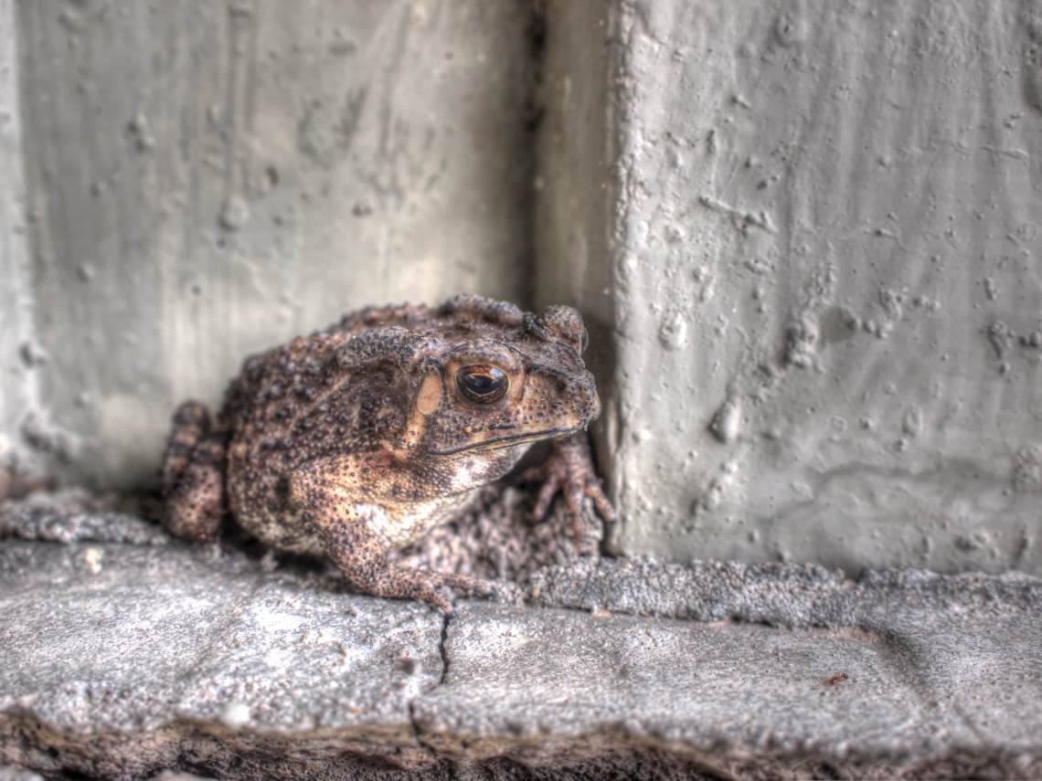 ヘリグロヒキガエル_R