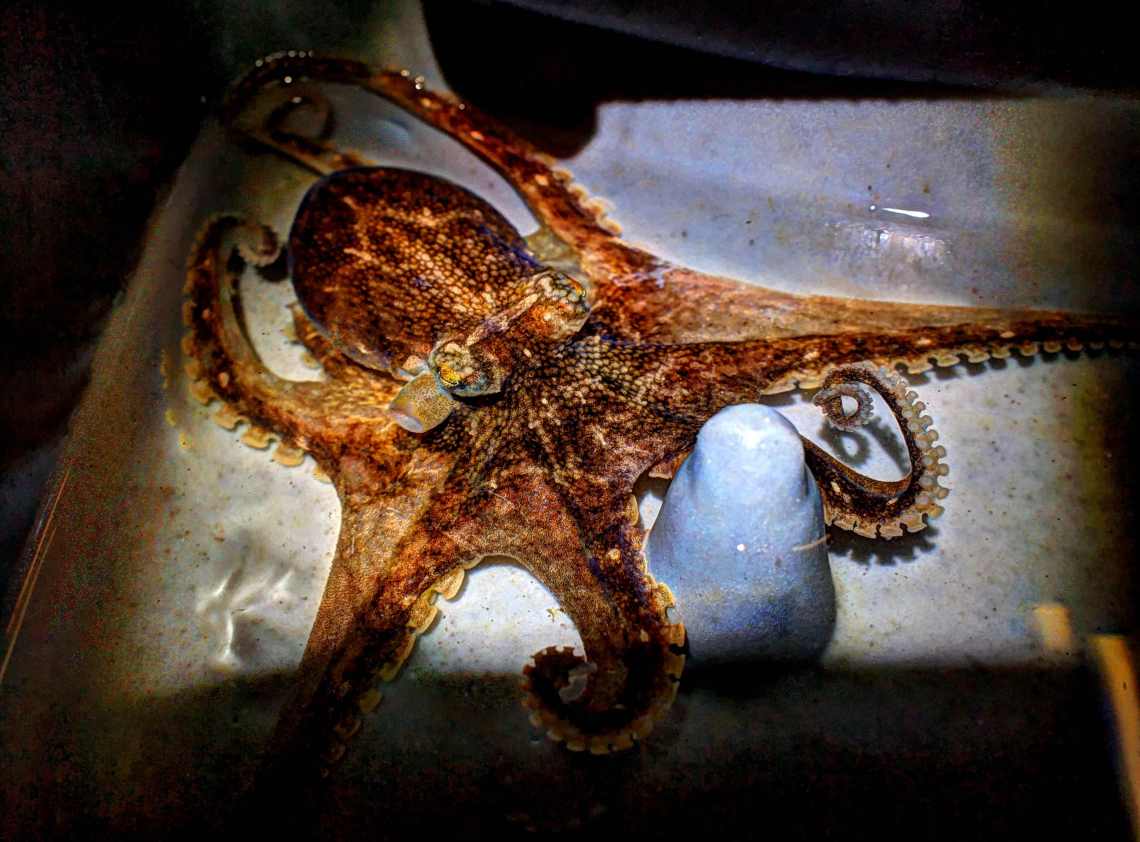 octopus2015_R