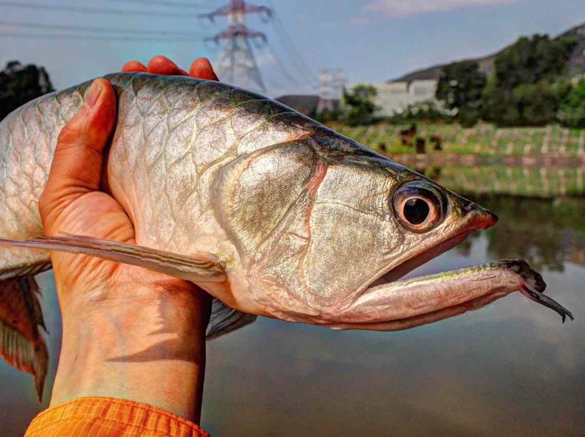 arowana2_R